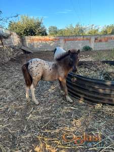 Prodajem poni ždrebad